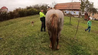 ПРОДАНА!   КОБИЛКА НА ПРОДАЖУ/КОНІ В КЛЮЧЕВІ/КОНІ ВАГОВОЗИ/ КОНІ В УКРАЇНІ