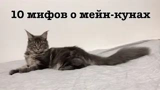 10 мифов о мейн-кунах