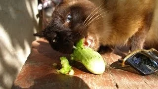 cat eating a cucumber кот ест огурец 1280x720 ржака