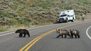 Grizzly 399's 4 Cubs in Grand Teton National Park (August 22, 2020)