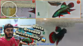 Betta Breeded successfully - How to Breed Betta fish