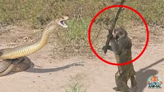 15 Momentos que Culebras se Metieron con los Animales Equivocados | INSTINTO ANIMAL