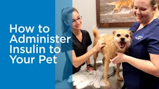 How to Administer Insulin to a Dog or Cat