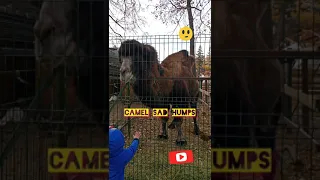 Camel sad humps🐫