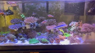 40 gallon reef tank