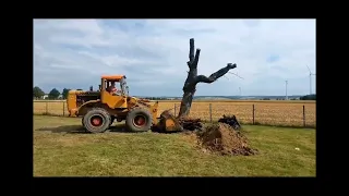 Farm Vlog #22 Kirschbaum ziehen, Hanomag B8 und Steyr 1400a im Einsatz