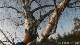Удаление деревьев с оттяжкой в Московской области - Чистый Лес