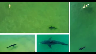 Swimmers Close to Great White Sharks: An April of Encounters