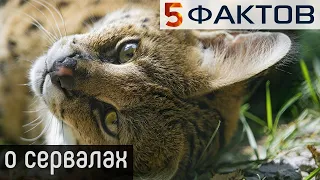 ⭐️ 5 ИНТЕРЕСНЫХ фактов о СЕРВАЛАХ