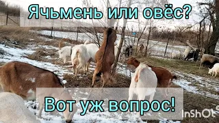 Ячмень или овёс для наших коз и почему. Грубый корм козам.