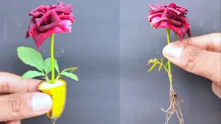 How To Propagate Roses From Cutting with Banan Fruit - New Method Of Grafting Roses