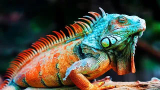 6 Most Beautiful Iguanas In The World