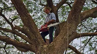 Cưa cây Còng siêu khủng, tàn lớn / Sawing a super huge Tamarind tree, with large ashes | T622