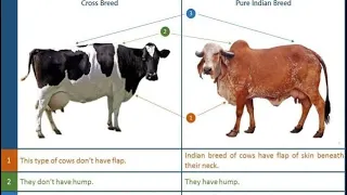 How to identify an Indian cows? Bos Indicus or Bos Taurus… !