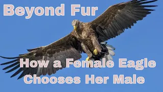 How a Female Eagle Chooses Her Male