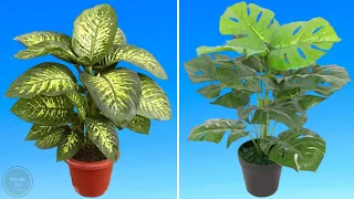 6 PLANTAS QUE VOCÊ NUNCA DEVE TER DENTRO DE CASA