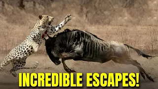 9 Incredible Moments of Prey Escaping Predators