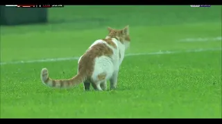 Cat invades pitch during football match