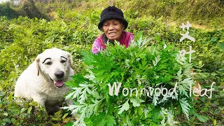 野外艾草瘋長，阿婆摘回做傳統青團，孫女一口一個吃得滿嘴甜｜Grandma uses wormwood to make traditional Chinese food｜广西 美食｜ 玉林阿婆