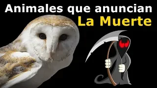 Animales que anuncian La Muerte  |  Animales de mal agüero mensajeros de La Muerte