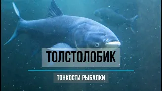 Главное о толстолобике. Какие бывают? Где ловить? Как ловить? На что ловить? Мифы и советы.