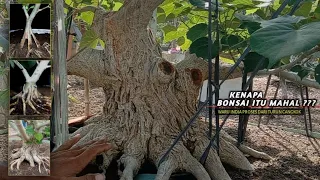 Why is Bonsai Expensive? | Make an Indian Waru Bonsai From Scratch