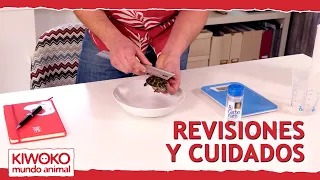 Cómo CUIDAR una TORTUGA de agua 🐢💦