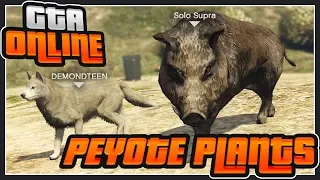 Rockstar Games Have Added The Peyote Plants Into GTA Online! -  (GTA Peyote Plants Gameplay)