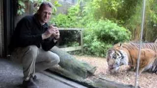 Sumatran tiger, Oz, climbs a pole to get some meat!