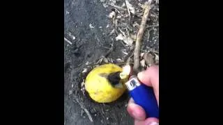 Real life combustible lemon (portal 2 style)