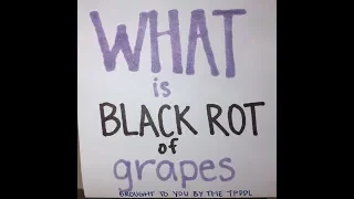 WHAT Wednesday: Black Rot of Grapes