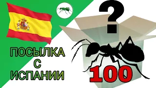 ПОСЫЛКА со 100 МАТКАМИ муравьев из Испании. #Муравьи #Муравьинаяферма #Camponotus #ВГУМ