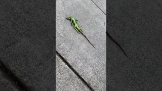 Frozen Iguanas Falling From Trees Becoming Florida's Christmas Tradition #shorts #coldsnap