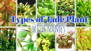 17 Types of Jade Plant with Names || Crassula Ovata || Plants that bring luck and wealth