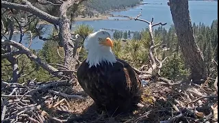 May 11, 2024 Shadow lands on the nest and stays for some time after chasing away an intruder