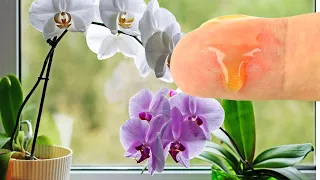 Капните Это, Чтобы Ваша Орхидея Обильно Зацвела  У Ваших Орхидей Появятся Новые Ветви И Корни!