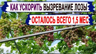 🍇 Начни уже СЕГОДНЯ! Как УСКОРИТЬ ВЫЗРЕВАНИЕ ЛОЗЫ молодого винограда. Схема ПОЛИВОВ и ПОДКОРМОК!