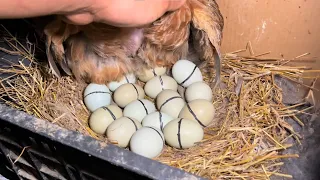 Farm Life | Super ducks lay eggs, the farm has a bumper crop of chicken eggs