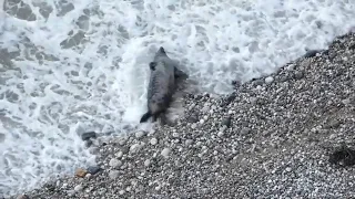 Bull seal rolling across beach has to maneuver around obstacle