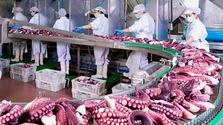 Million Dollar Octopus Farming Harvesting and Processing in Japan