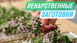 Сушка трав и цветов в дегидраторе — как сушить мелиссу, чабрец, эхинацею, душицу. Как хранить травы?