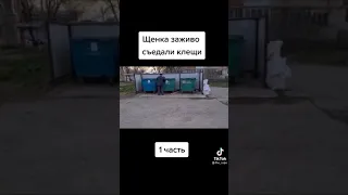 Спасение щенка 1 ЧАСТЬ