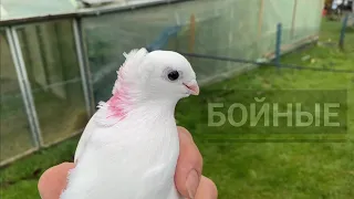 Двухчубые бойные Голуби" из Германии Сергей Хекман" Кептерлер Pigeons