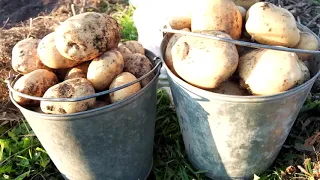 Тонна картофеля под сеном ; миф или реальность