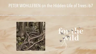 PETER WOHLLEBEN on the Hidden Life of Trees /67