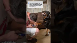 Clipping Rottweilers nails