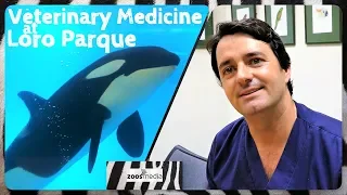 Veterinary medicine at LORO PARQUE: Are ORCAS constantly DRUGGED?  | zoos.media