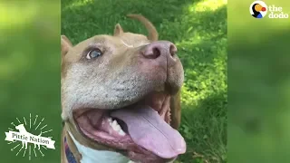 Pittie Who Spent Years Chained Up Loves New Life As A Cuddlebug  | The Dodo Pittie Nation