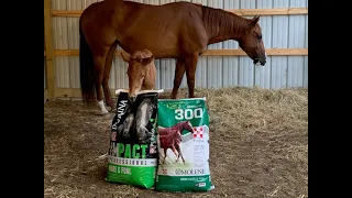 How to feed your Mare and Foal