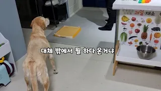 Retriever Can't Reah Her Hooman Uncle Because...(of ridiculous reason)